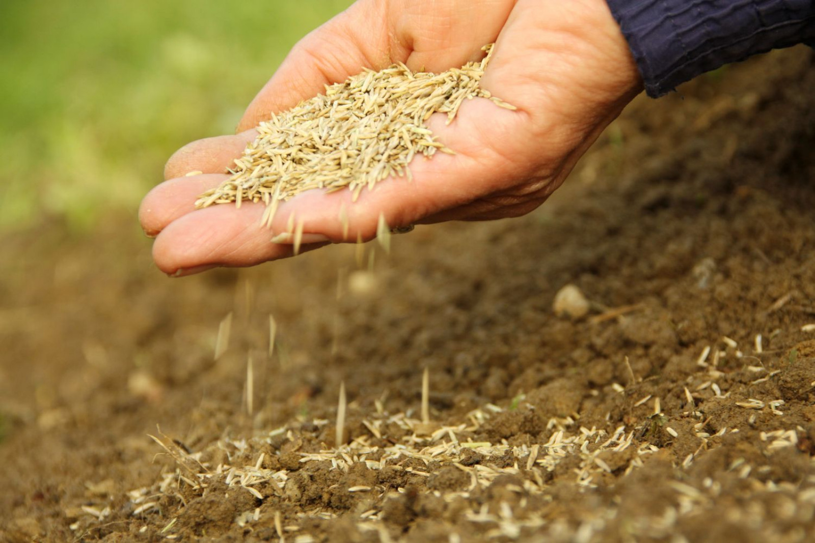 Krok 2. WYSIEWANIE  Załóż nowy trawnik lub dosiej trawę na uszkodzonych fragmentach. Nasiona wykiełkują w ciągu kilku/kilkunastu dni (w zależności od odmiany). Sprzyja im wyrównana temperatura i częstsze opady. Pamiętaj, by odpowiednio przygotować podłoże! Ziemia musi być dobrze spulchniona, żyzna, o pH 5,5-6,5. Na tak przygotowanym podłożu murawa będzie zwarta, mocna i dobrze przygotowana do zimy.