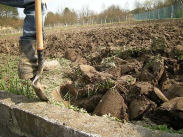 Odpowiednie przygotowanie podłoża pod przyszły trawnik to podstawa. Pozostawienie odpadów z budowy domu ma niekorzystny wpływ na glebę i rośliny.