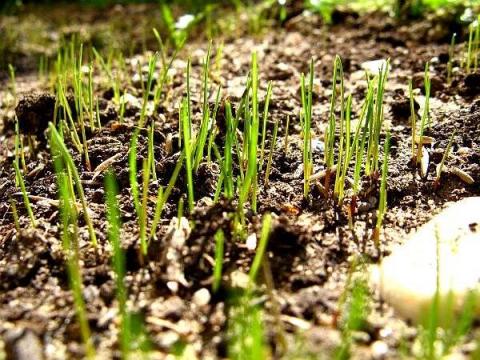 Przygotowanie gleby pod trawnik | OGRODNIK | Usługi ogrodnicze Wrocław