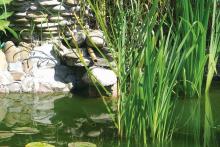 Jak zrobić własne oczko wodne krok po kroku?