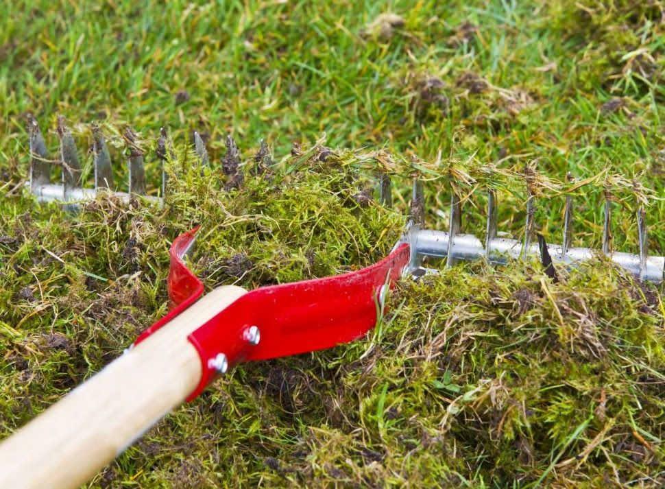 Renowacja trawnika - krok3  / Wygrab z miejsc, gdzie trawnik słabiej rośnie martwą trawę