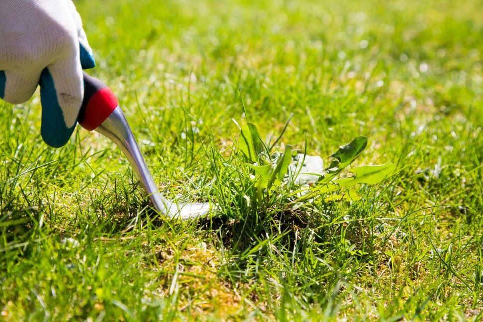 Renowacja trawnika - krok4  / Usuń chwasty i mech ręcznie lub zastosuj odpowiednie preparaty